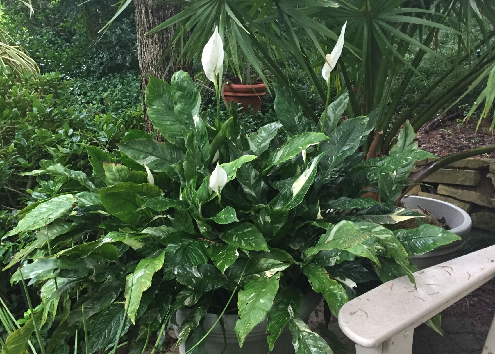 2.15.21 Peace lily as it should look.jpg